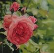 Huile sur toile 60x60 cm:
Roses saumon.